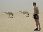 Kuwait Camels 2005