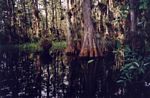 USA 2001 - Everglades N.P., Florida